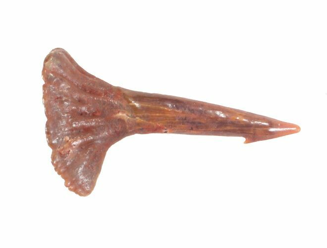 Cretaceous Giant Sawfish (Onchopristis) Rostral Barb #61598